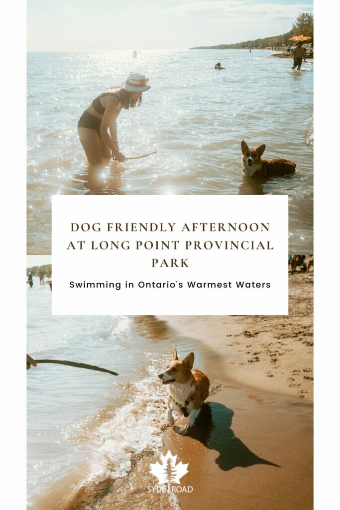 Top: Woman standing in the water about to toss a stick. Corgi in water is looking at the camera man, about to chase the stick. Bottom: Corgi running on the shoreline of Lake Erie at Long Point Provincial Park. The dog is getting ready to chase after a stick in a person's hand