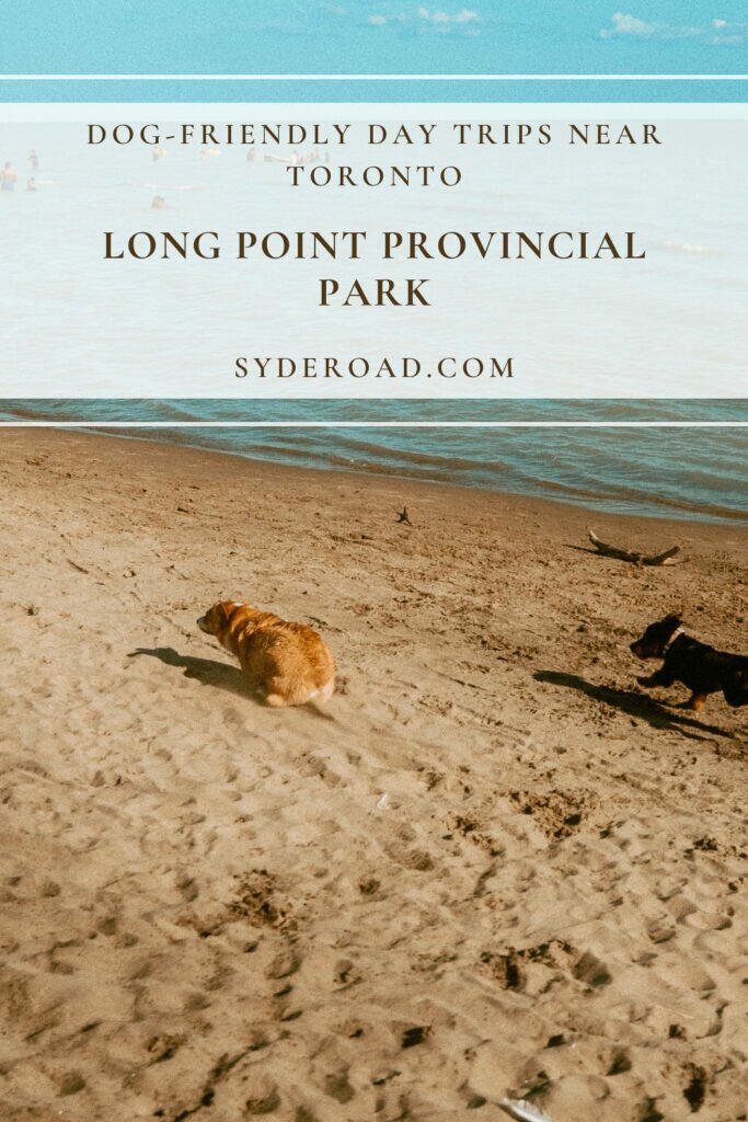 Two dogs in mid-run on a beach at Long Point Provincial Park’s Off-Leash Dog Beach