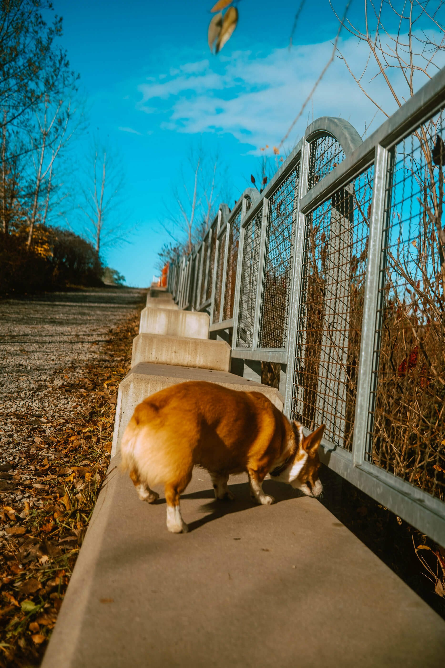 Concrete Steps at Jack Darling Dog Park