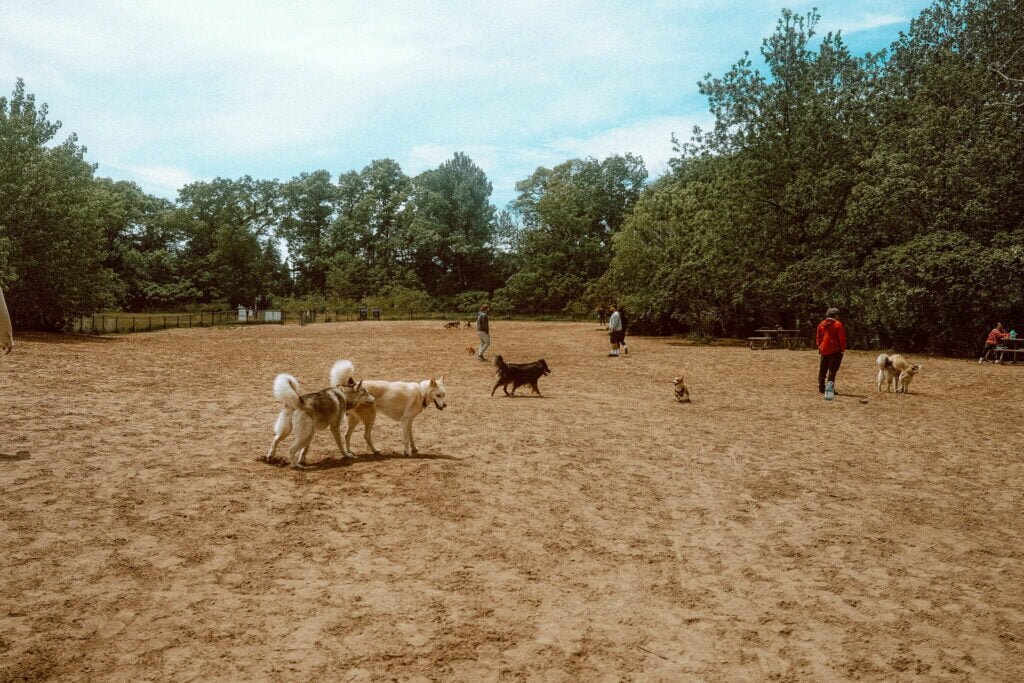 Sand Bar at Jack Darling Dog Park