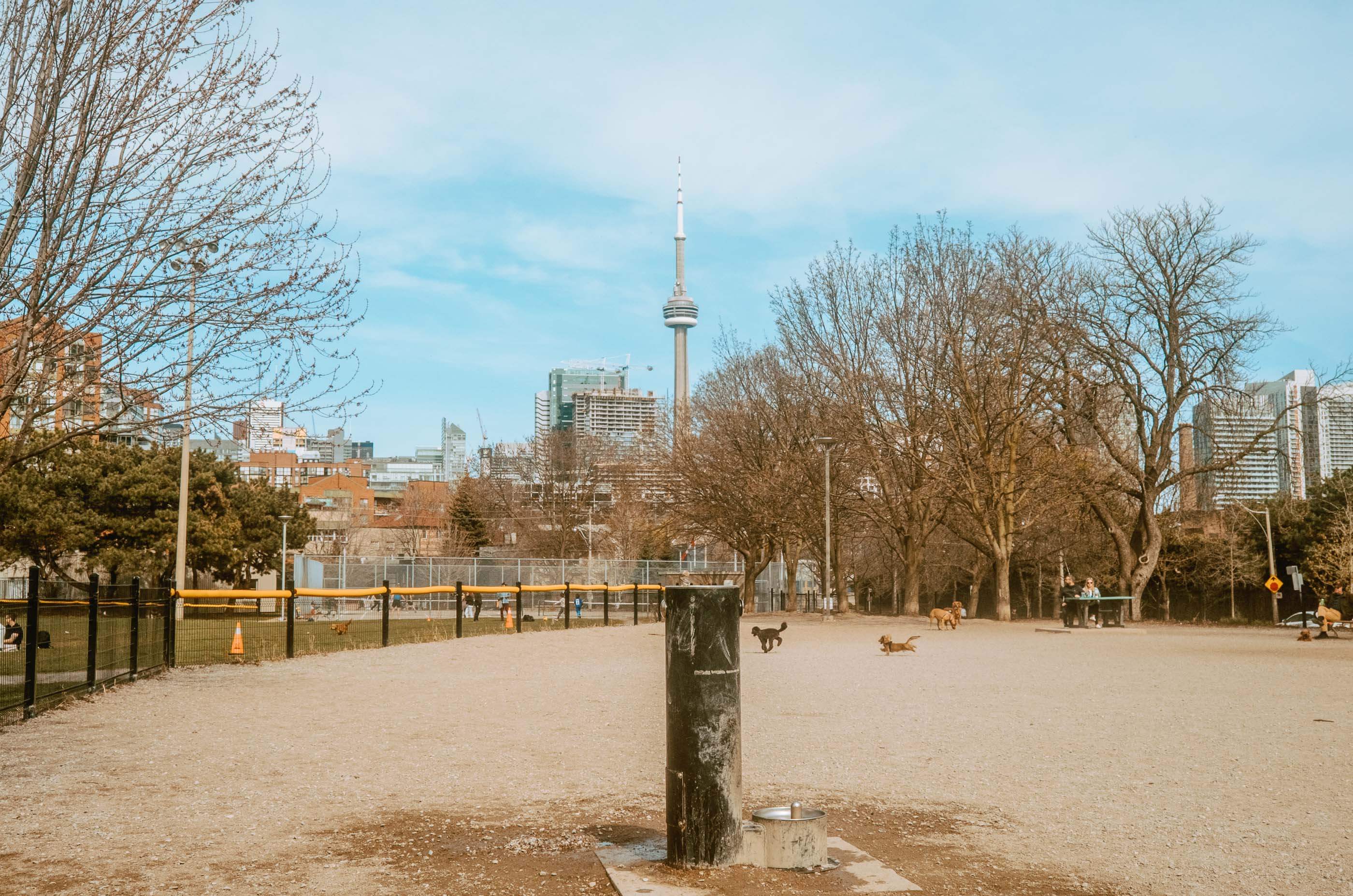 CN Tower and a dog fountain located at South Stanley Dog Park are centered in the image. Dogs are running off-leash in the distance inside the dog park.