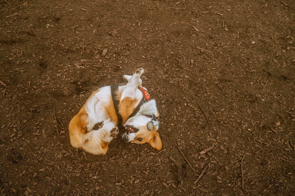 Limone, a red and white corgi wearing a Julius K-9 harness upside down and rubbing her back against the dirt and woodchips at Coronation Dog Park.