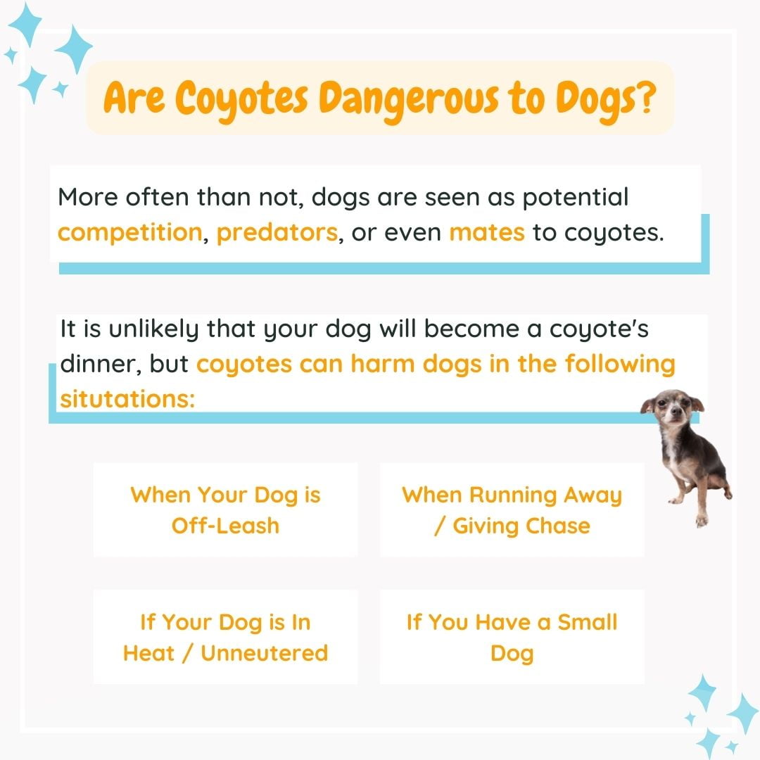 Graphic created to answer the question: Are Coyotes Dangerous to Dogs?

In one text box it says: More often than not, dogs are seen as potential competition, predators, or even mates to coyotes.

Below that is another text box that states: It is unlikely that your dog will become a coyote's dinner, but coyotes can harm dogs in the following situations: When your dog is off-leash, when running away / giving chase, if your dog is in heat / unneutered, if you have a small dog. 