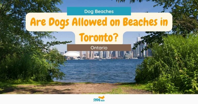 Are dogs allowed on beaches in Toronto?
