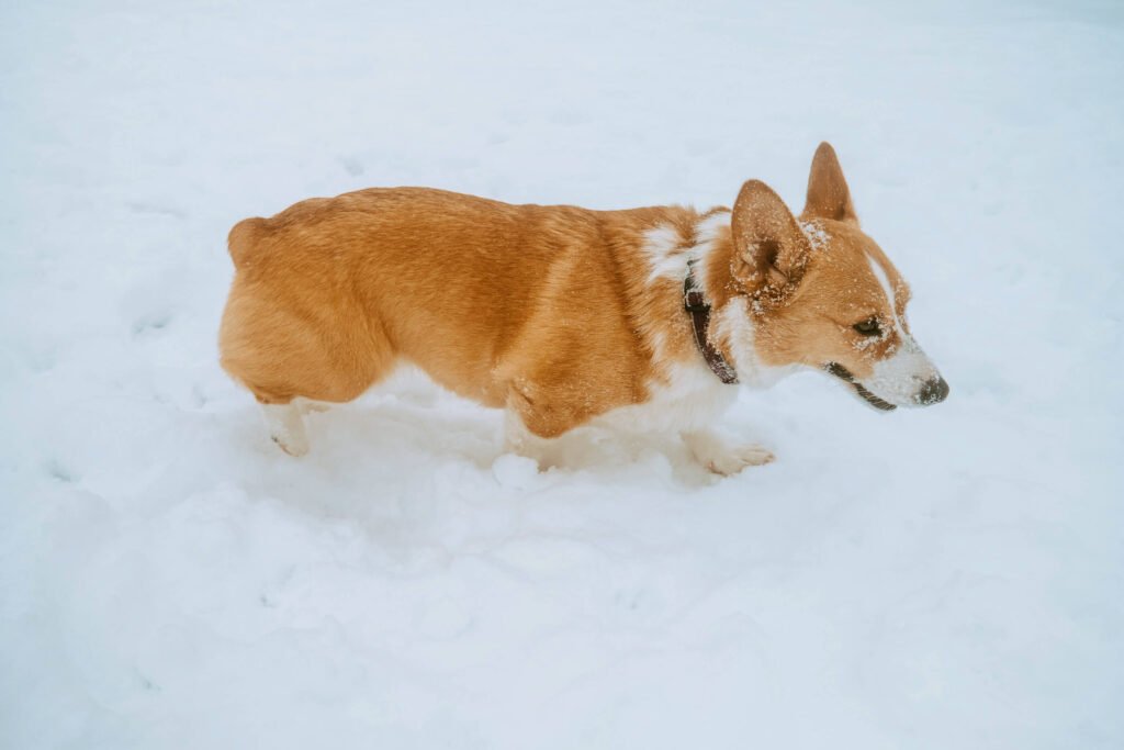 Limone, a red and white corgi in mid walk in the snow. The top of her face and head are covered in a light dusting of snow.