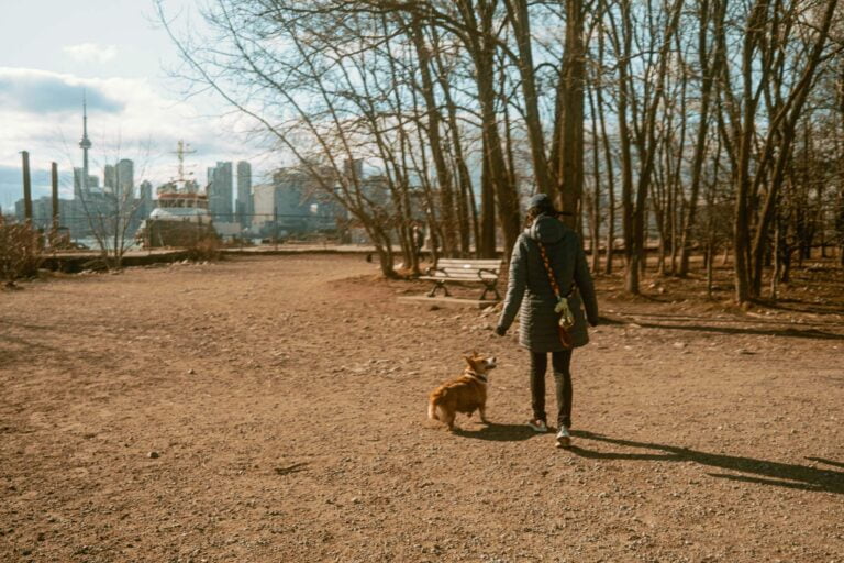 Cherry Beach Off-leash Dog Park – Cottage Country Walks with City Views