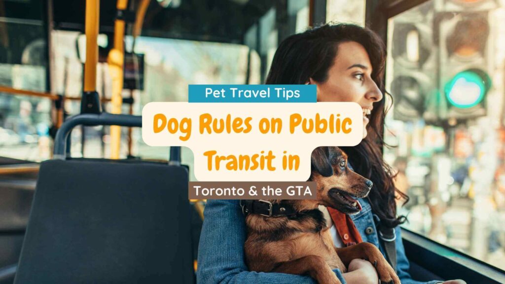 Woman holding a dog riding a bus and looking out the window. Photo is the featured image for the post: Dog Rules On Public Transit in Toronto and the GTA