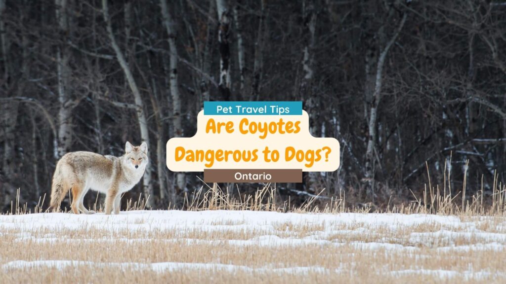 Coyote on a snow-dusted plain with a bare forest in the back drop. The text: Pet Travel Tips - Are Coyotes Dangerous to Dogs? and the word Ontario is on centered as the blog post title