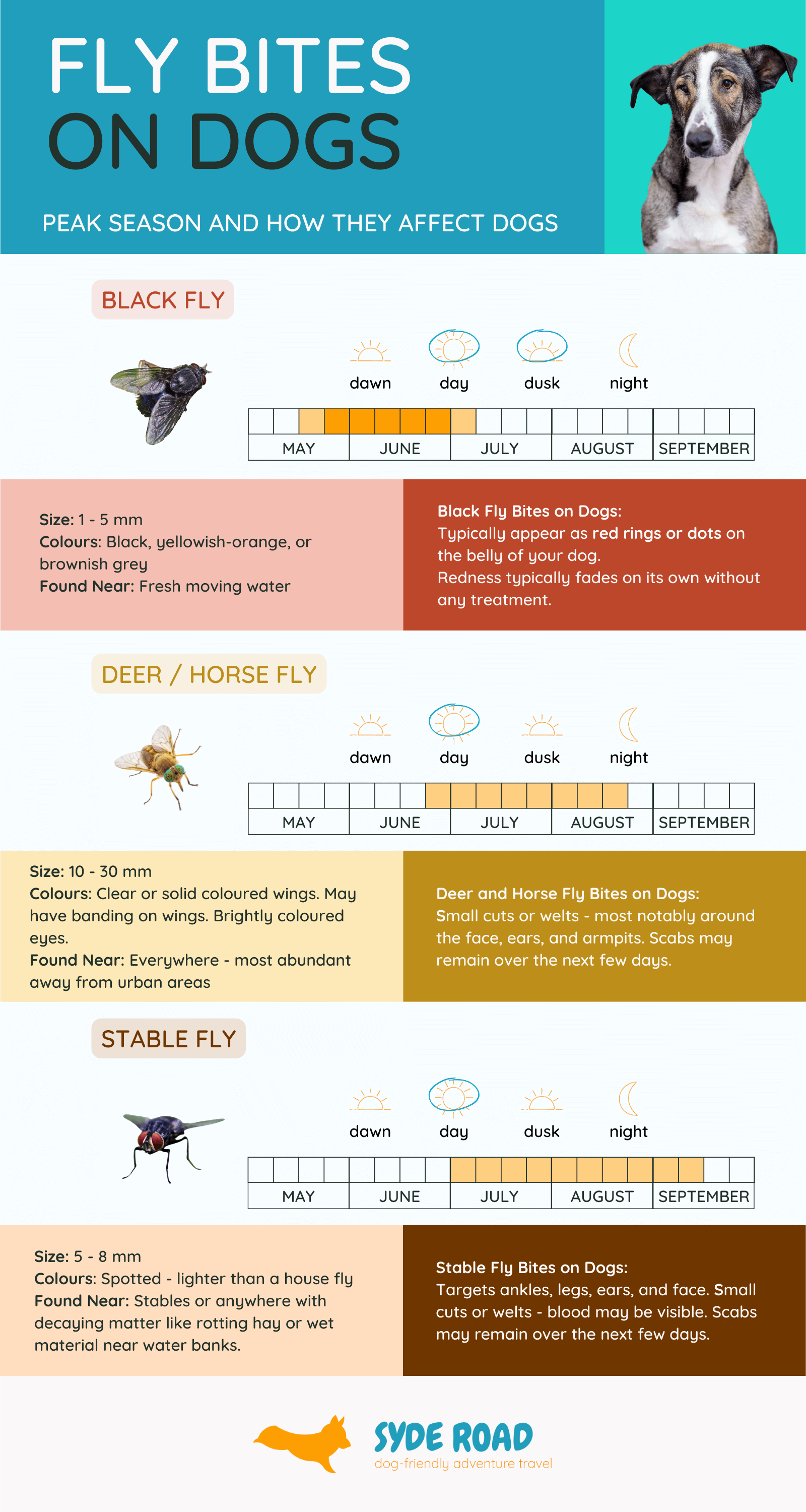 Dog fly 2025 bite treatment