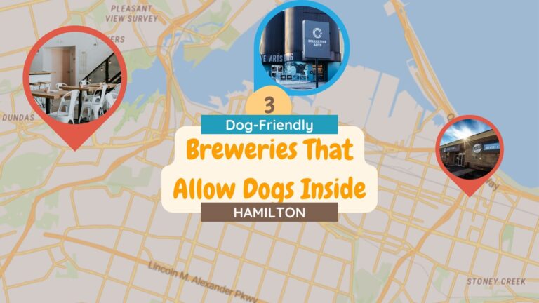 Which Breweries in Hamilton Allow Dogs Inside?