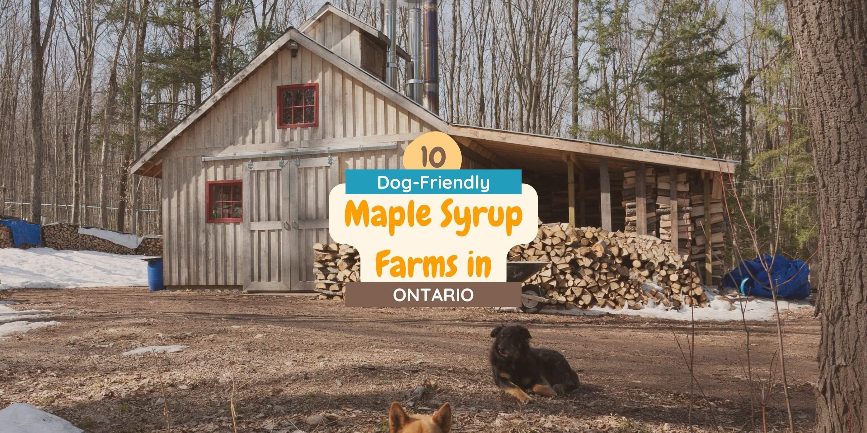 visit to maple syrup farm