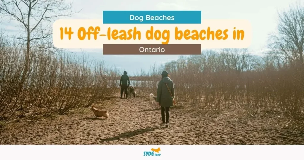 14 off-leash dog beaches in Ontario featured image