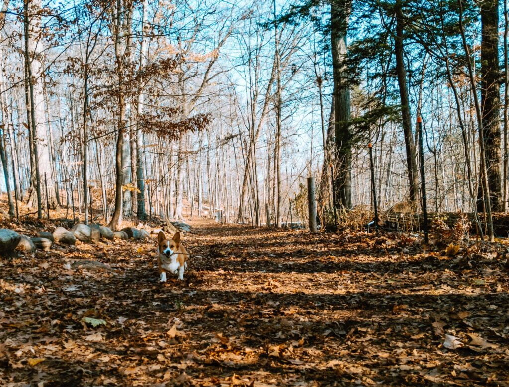 Image of a Pembroke Welsh Corgi with a stick in her mouth running towards the camera. Image is taken on the off-leash trails at Sherwood Park Toronto during the late fall/early winter.