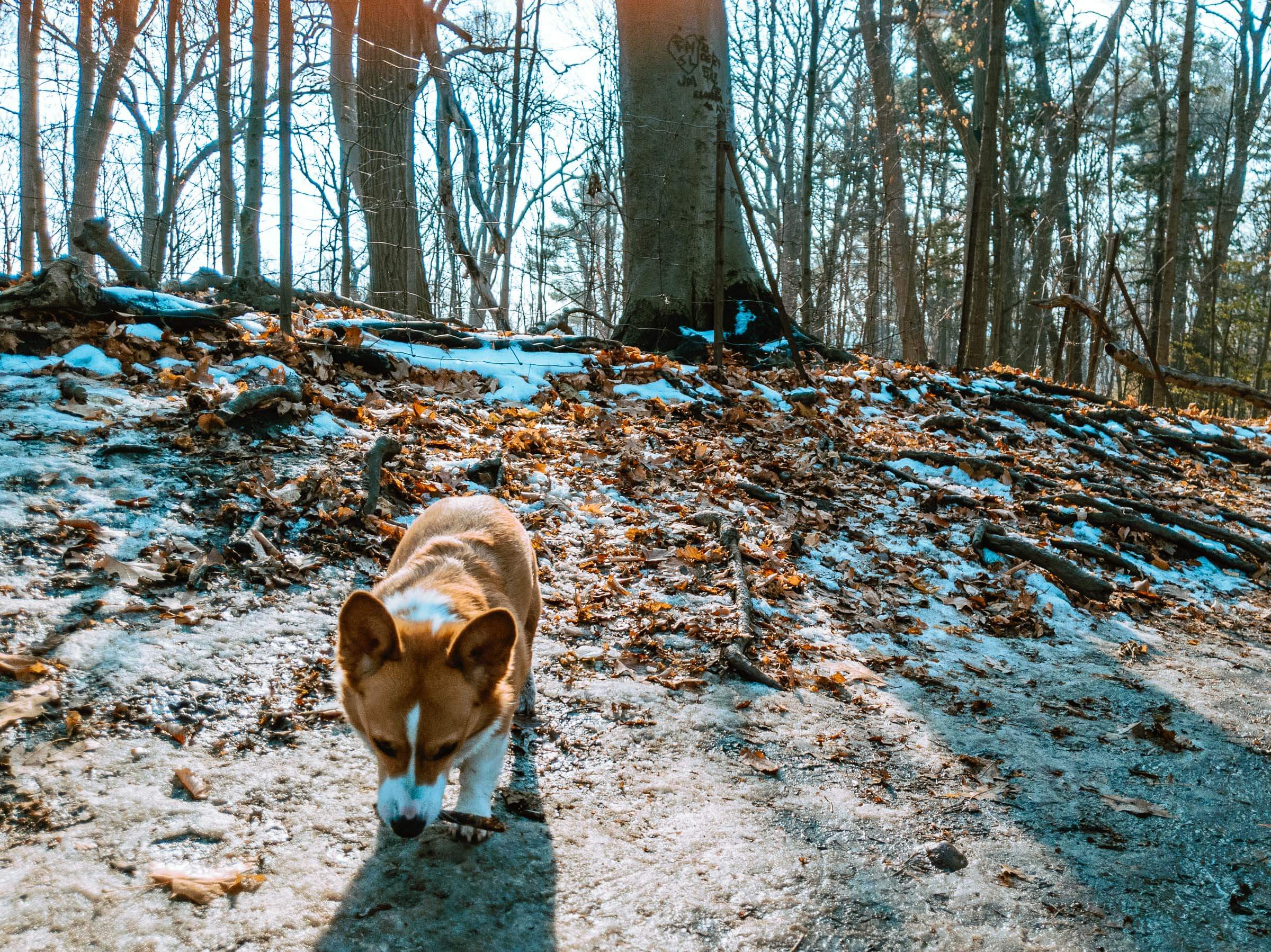 Image of a corgi picking up a small stick on a early winter / late fall off-leash muddy trail at Sherwood Park. Limone, the corgi is facing towards the camera. In the background is a thin wire fence that marks the boundary between the off-leash trail and the environmentally sensitive area of the park.