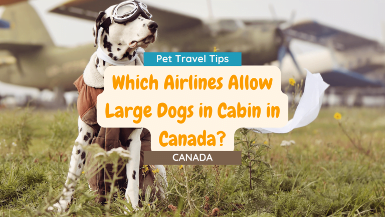 Which airlines allow large dogs in cabins in Canada?