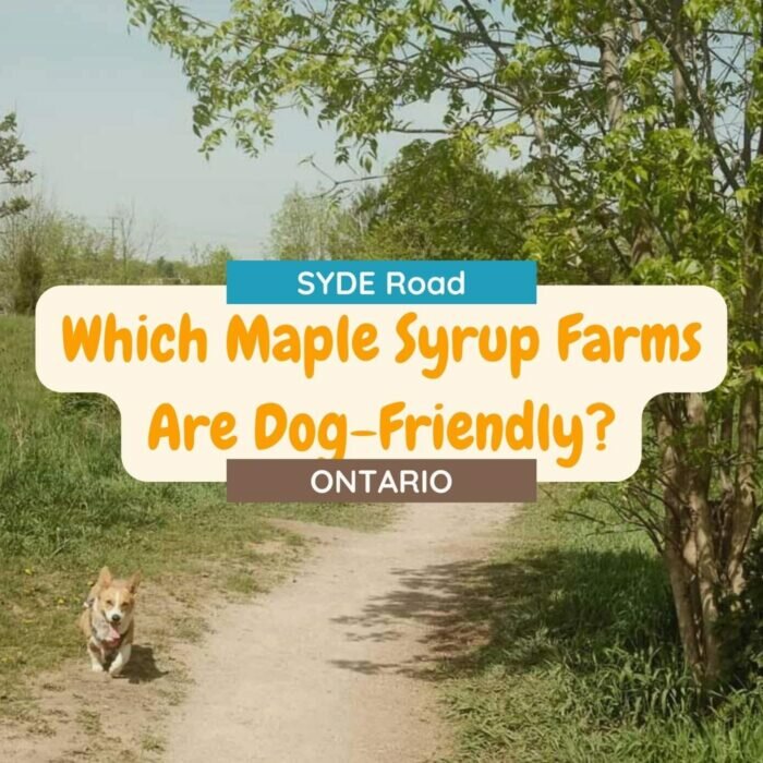 Which Maple Syrup Farms in Ontario Are Dog-Friendly?